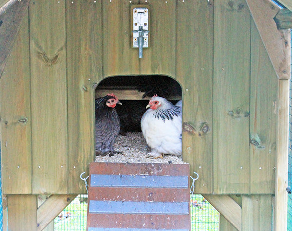 how-to-get-rid-of-red-mite-in-your-chicken-coop