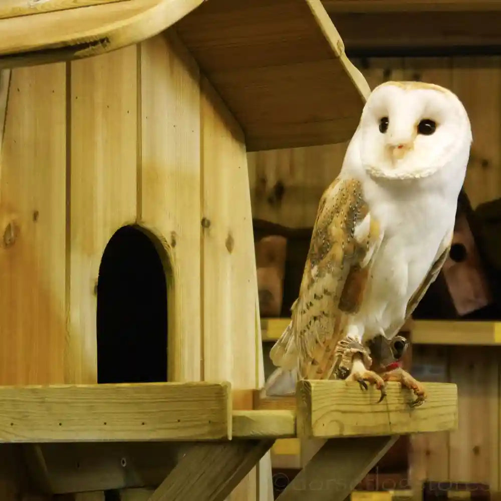 Barn owl box with 2024 camera