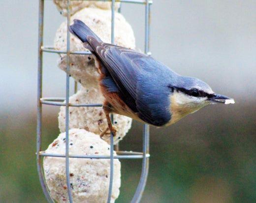 Big Garden Birdwatch in January