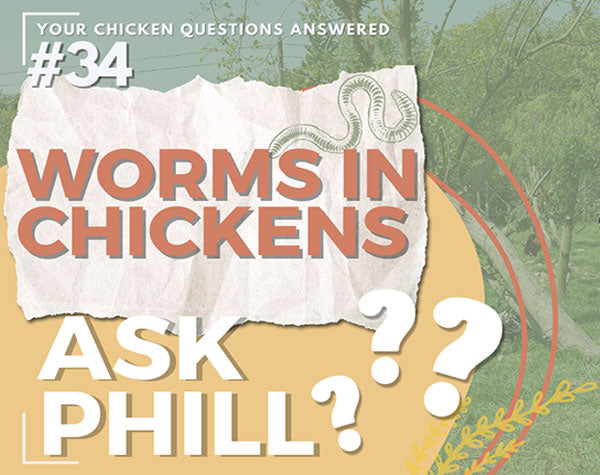 Worms in Chickens - Ask Phill 34