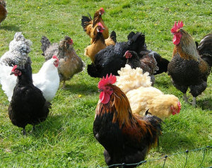 Chicken Keeping Hints & Tips | What you need to keep Chickens