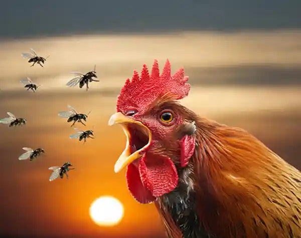 Fly Strike in Chickens – it's horrible!