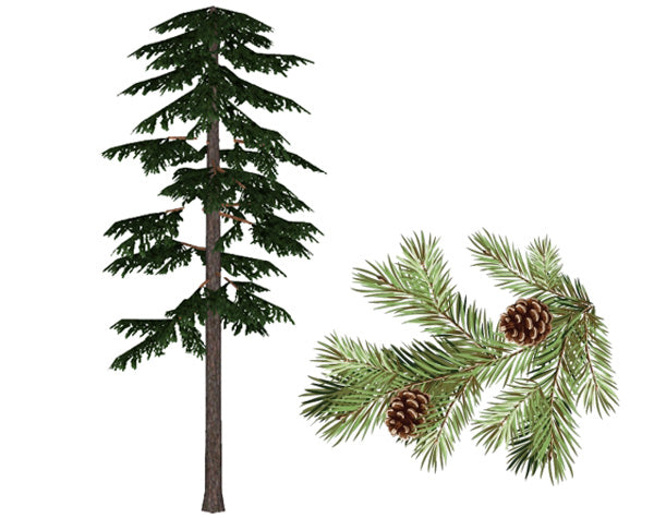 Scots Pine Tree Redwood Page 600x475 ?v=1683650127