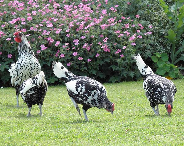 What Should I Avoid Feeding to My Chickens?