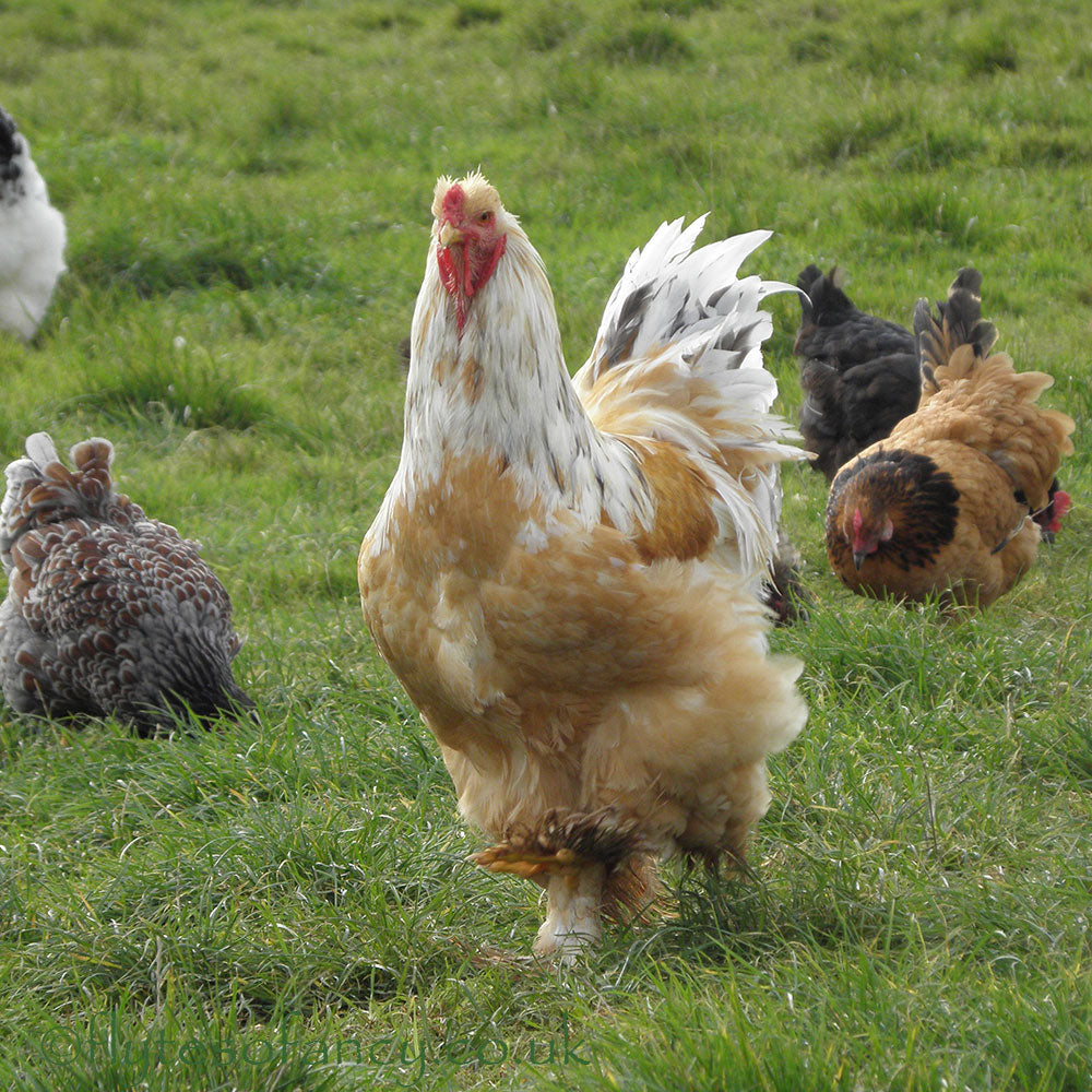 Chicken Coops & Duck Houses UK Made by Flyte so Fancy