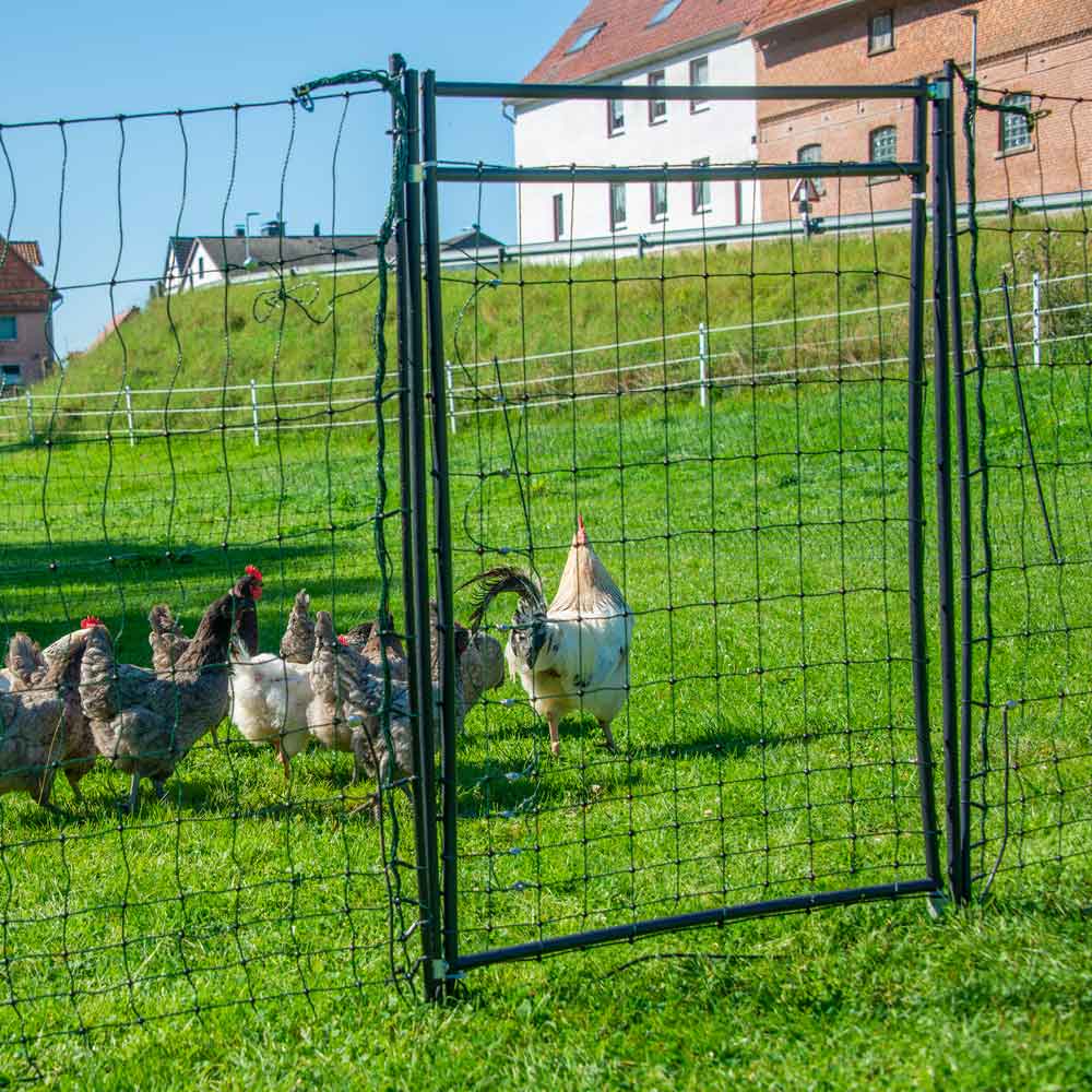 Rigid Gate for Electric Poultry Netting